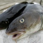 Fish farmed in Shetland