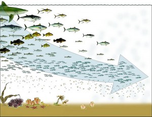 Fishing down the food web
