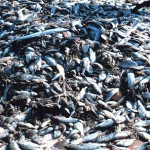 Overfishing leads to rapid evolutionary changes